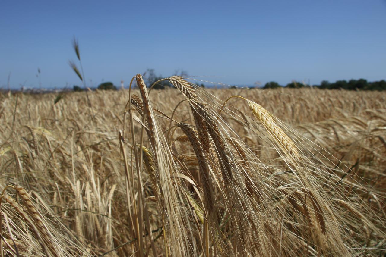 Buğday ve arpa fiyatları çiftçilerin beklentisini karşıladı!