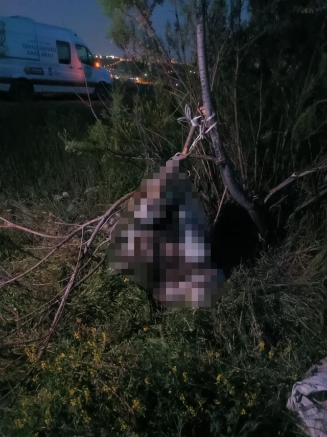 Ankara'da 17 köpek ağaca asılmış halde bulundu