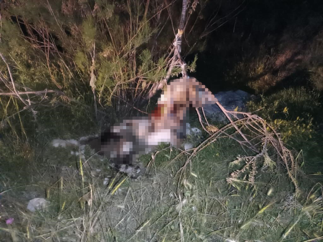 Ankara'da 17 köpek ağaca asılmış halde bulundu