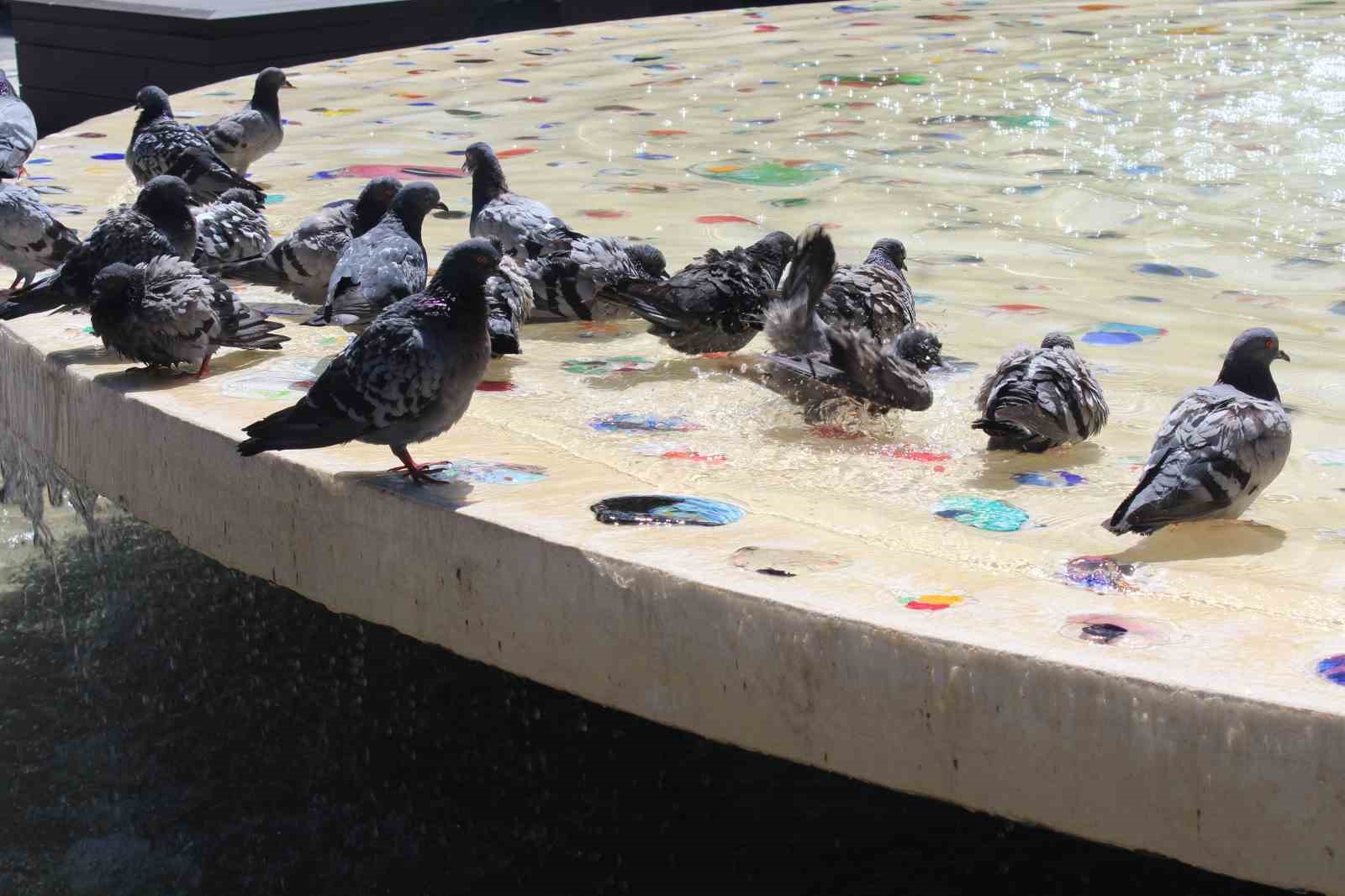 Eskişehir’de sıcaktan bunalan güvercinler süs havazunda serinliyor