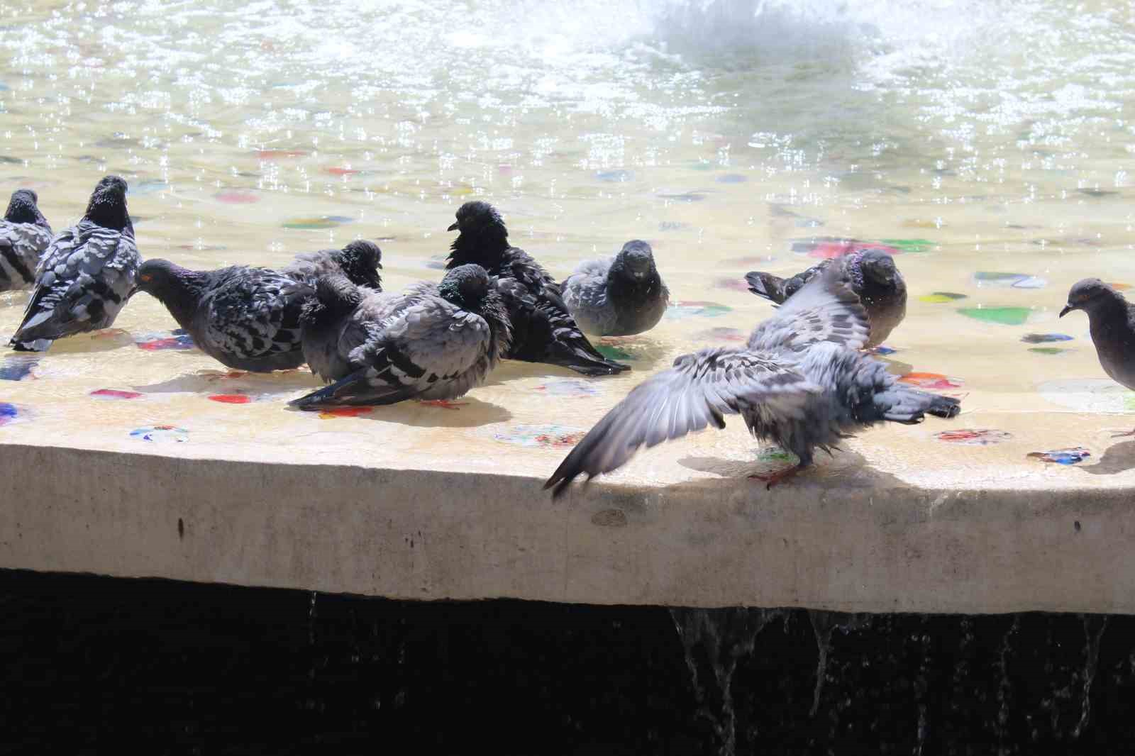 Eskişehir’de sıcaktan bunalan güvercinler süs havazunda serinliyor