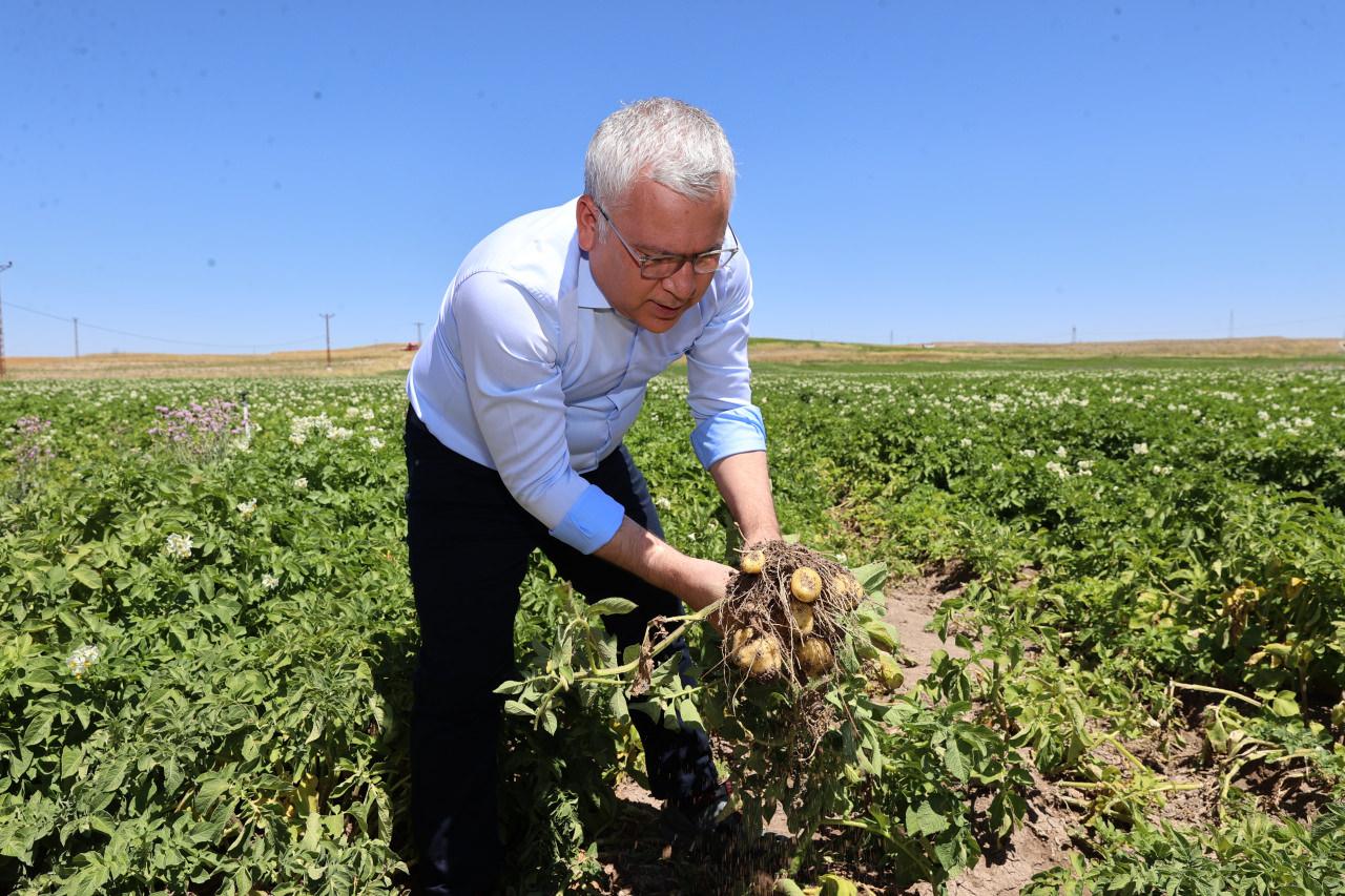 Sivas'tan rekor patates üretimi