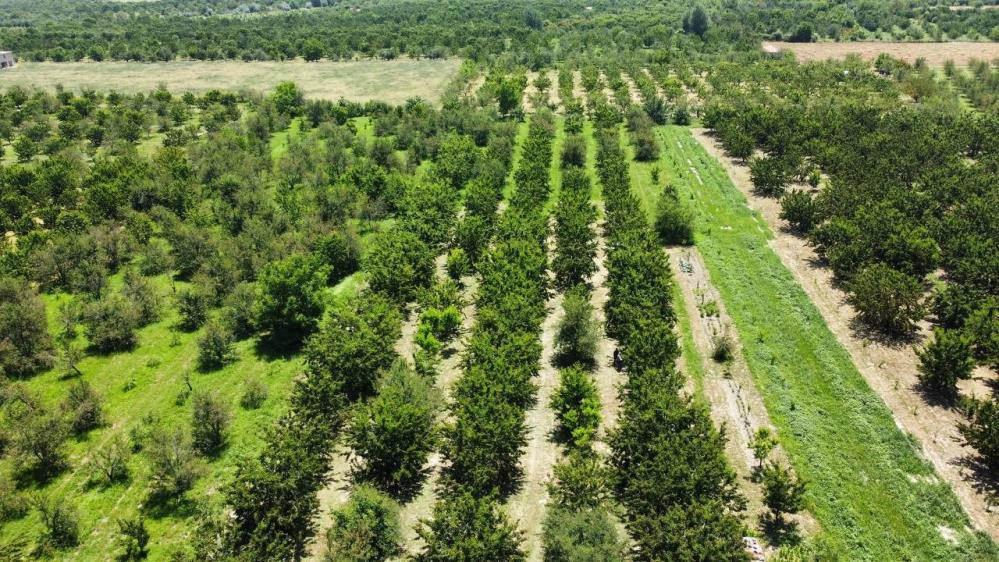 Üreticiler ile tüccarlar fiyatta anlaşamazsa kiraz dalında kalacak