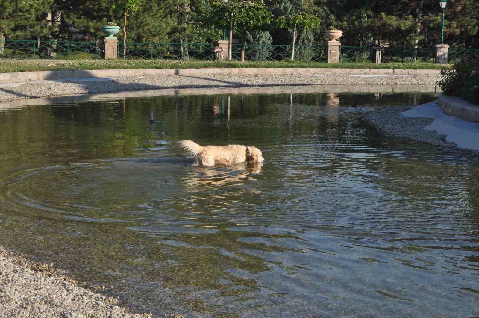 Sıcaktan bunalan sevimli köpek çözümü süs havuzunda buldu