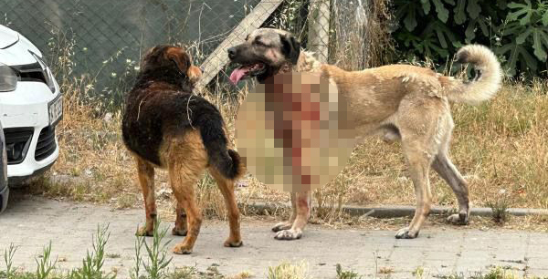 İstanbul'un göbeğinde saldırdığı kadını ağır yaralamıştı! Kangal cinsi köpeğin sahibi tutuklandı