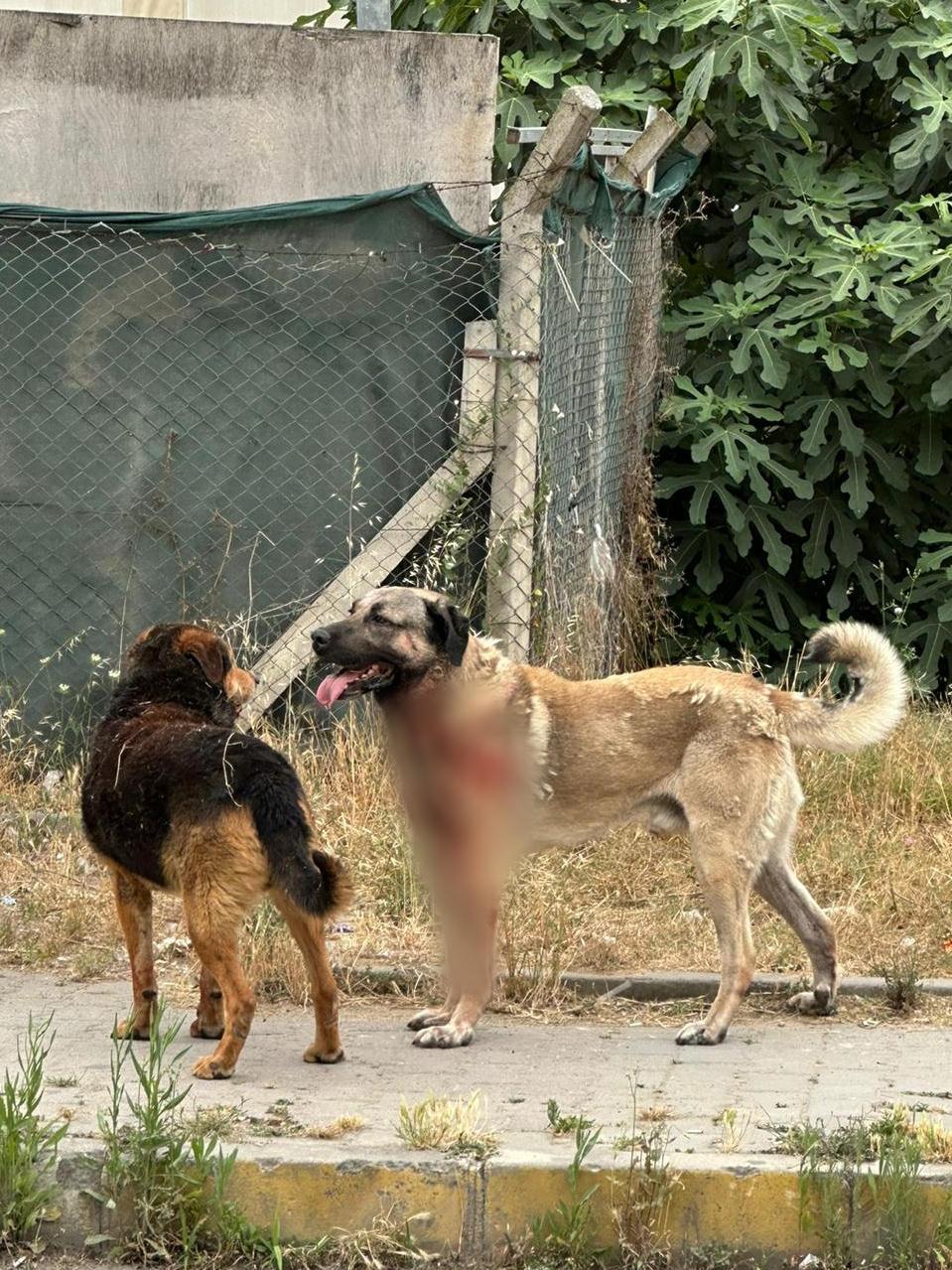 Ataşehir'de kadına saldıran köpeğin sahibi tutuklandı