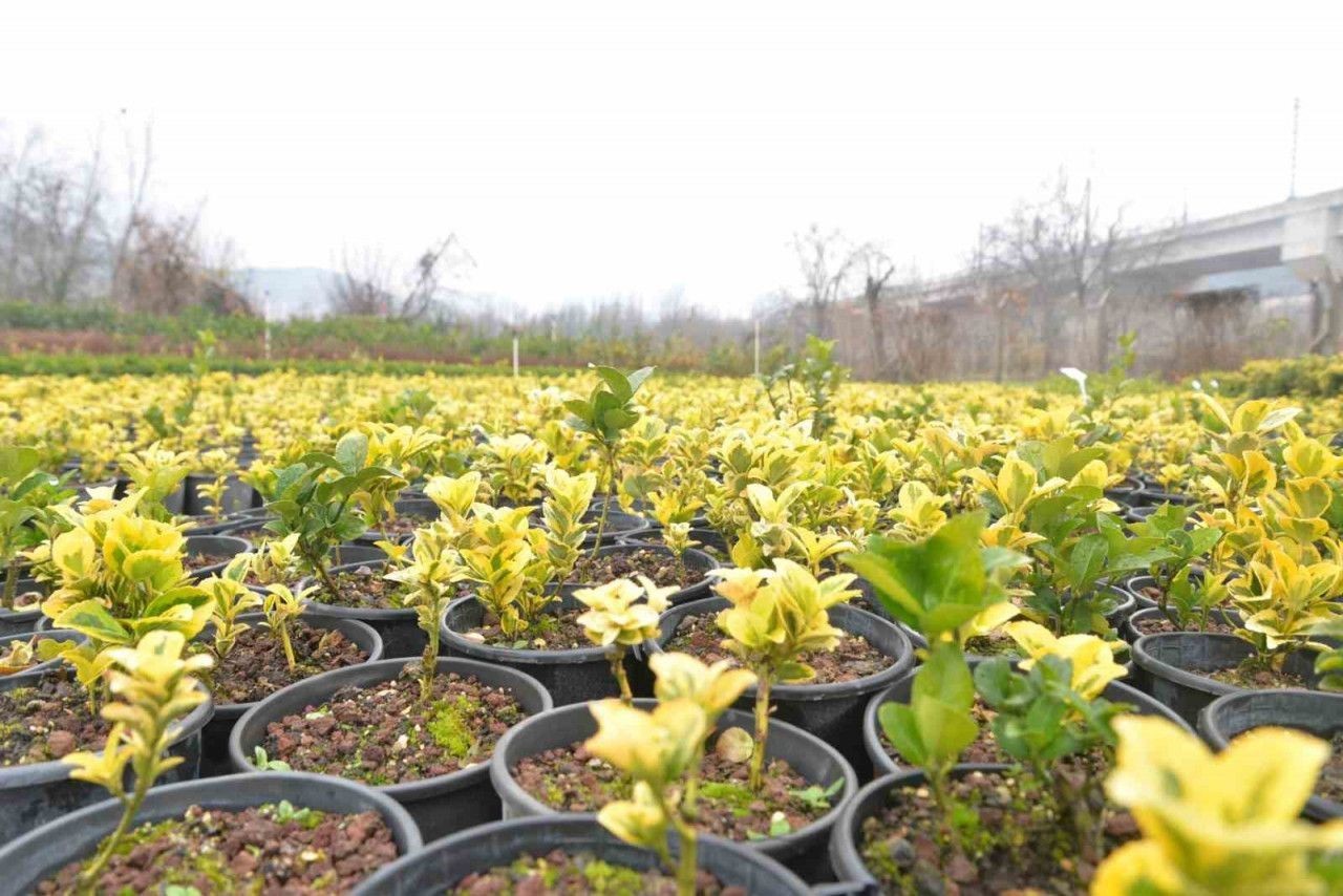 Bilecik Belediyesi Sera Alanı’nda bitki üretimine devam ediyor
