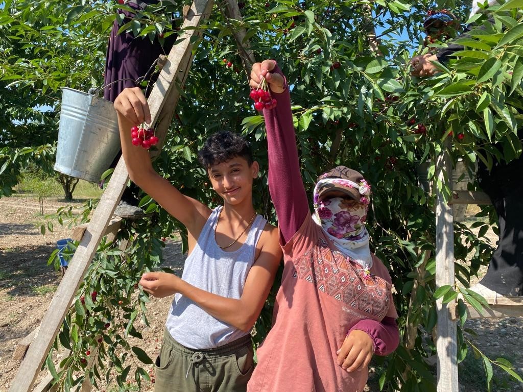 (ÖZEL) Vişne fiyatı üreticisini sevindirdi