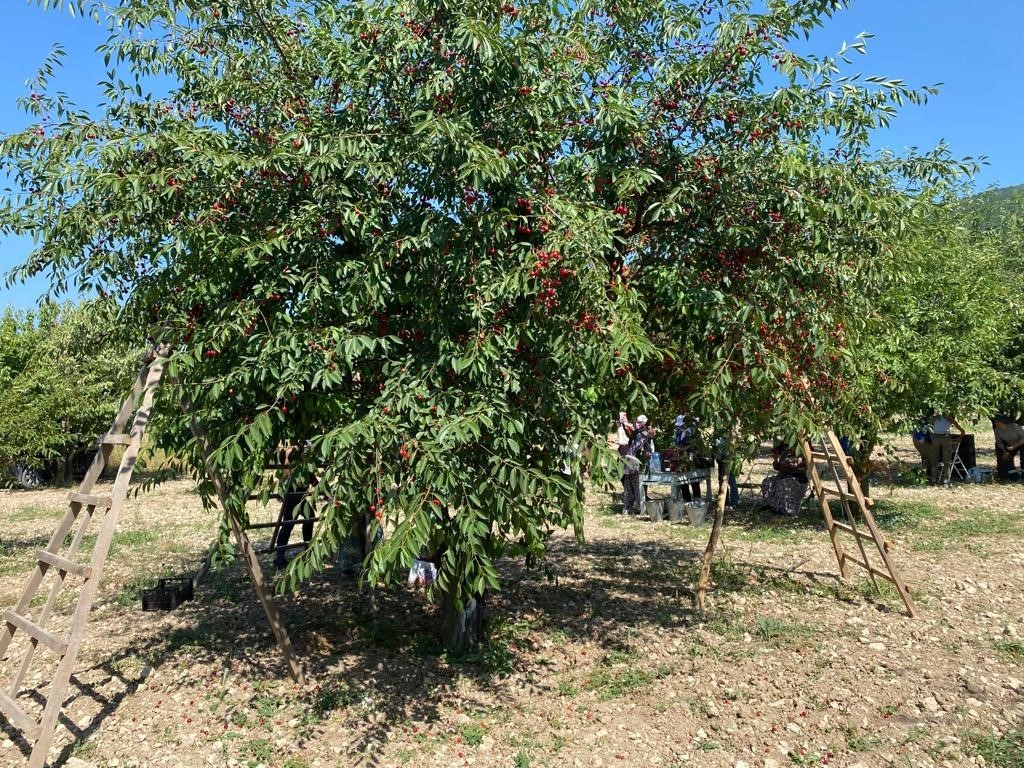 (ÖZEL) Vişne fiyatı üreticisini sevindirdi