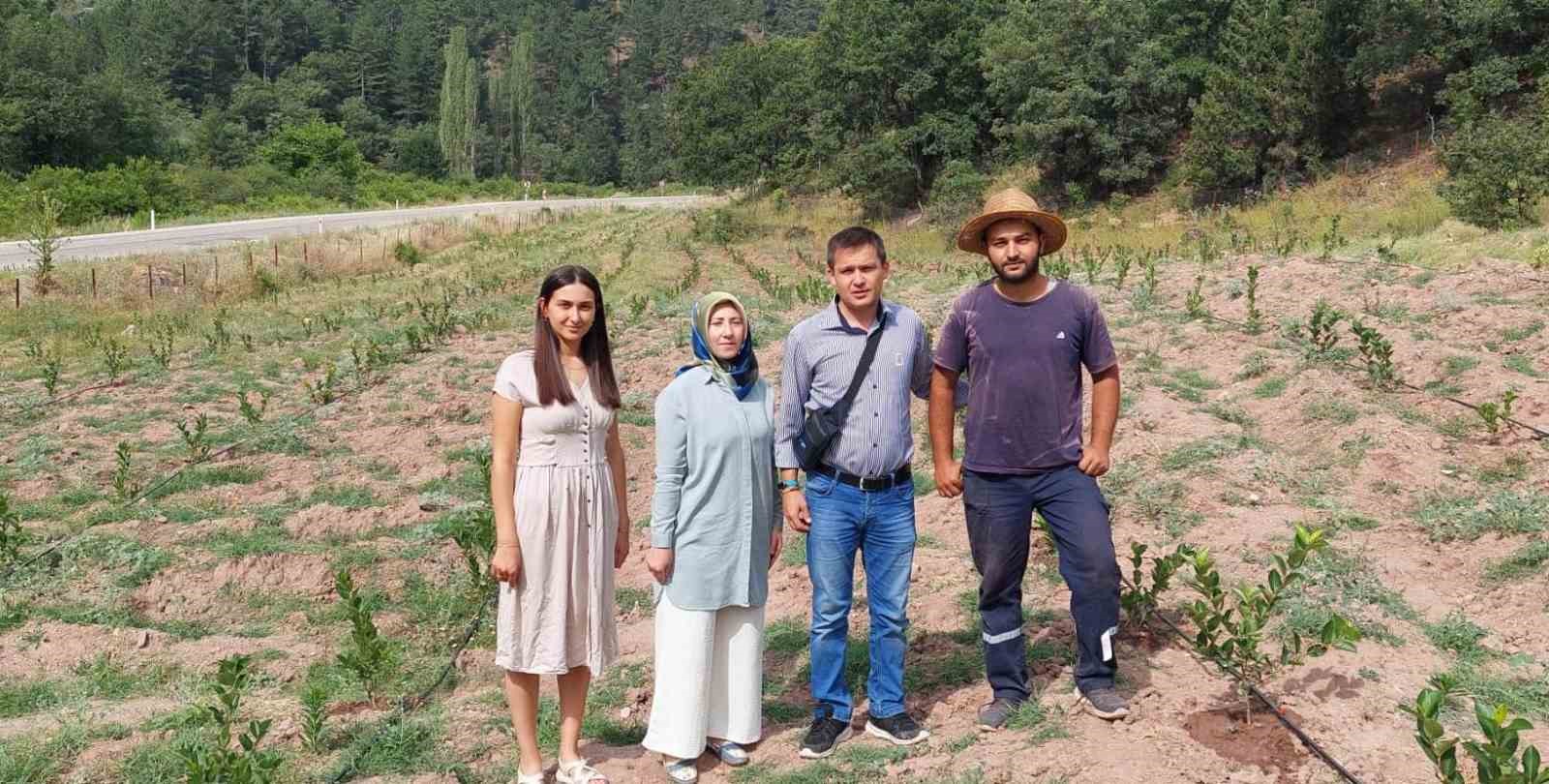 Ziraat Mühendisi 7 dekar tarlayı kendi imkanlarıyla aronya bahçesine çevirdi