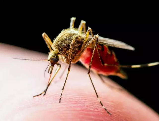 İzmirlilerin sivrisinek isyanı: Yeterli ilaçlama yapılmıyor