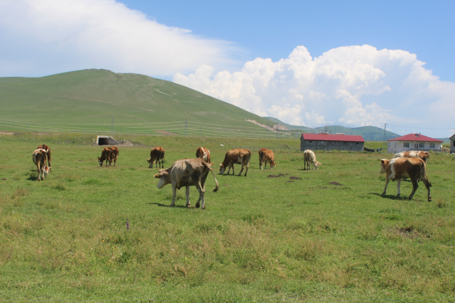 Ardahan'da şap hastalığı nedeniyle tüm köyler ve mahalleler karantinaya alındı