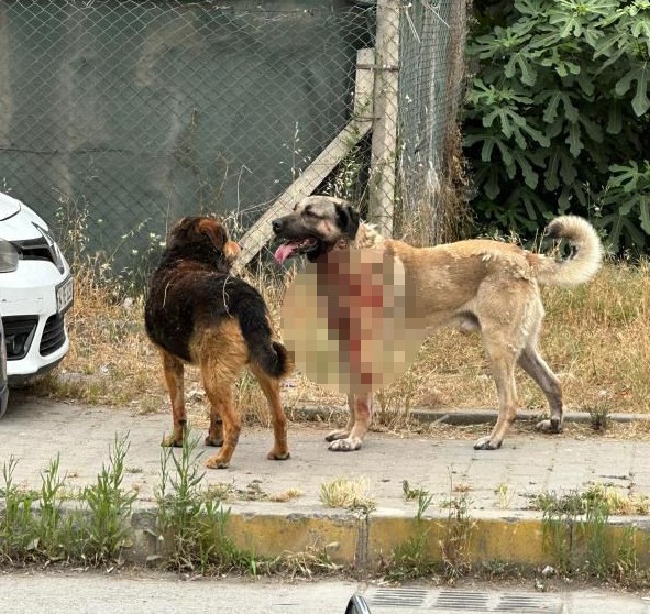 İstanbul'da köpeğin yoldan geçen kadına saldırdığı dehşetle ilgili 1 kişi gözaltında