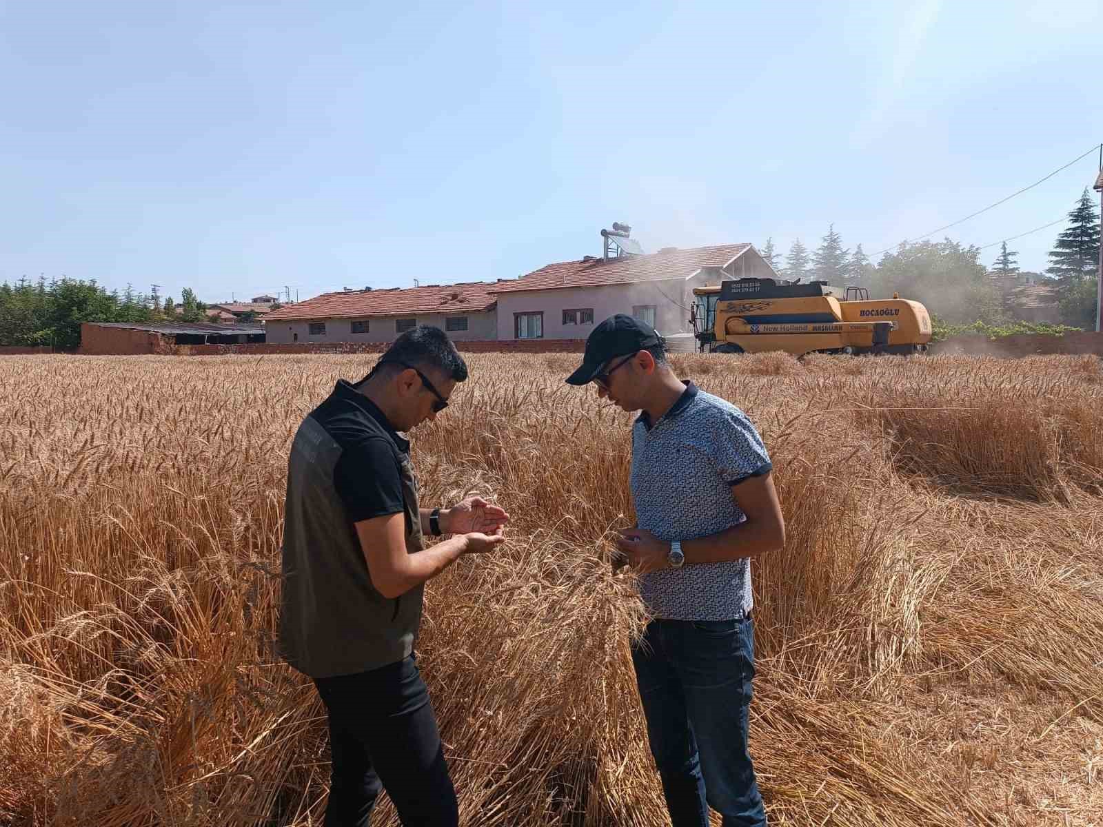 Reis buğday çeşidinin hasan kontrolü yapıldı