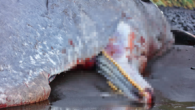 Karaya vuran ispermeçet balinasının içinden 500 bin Euro değerinde amber çıktı