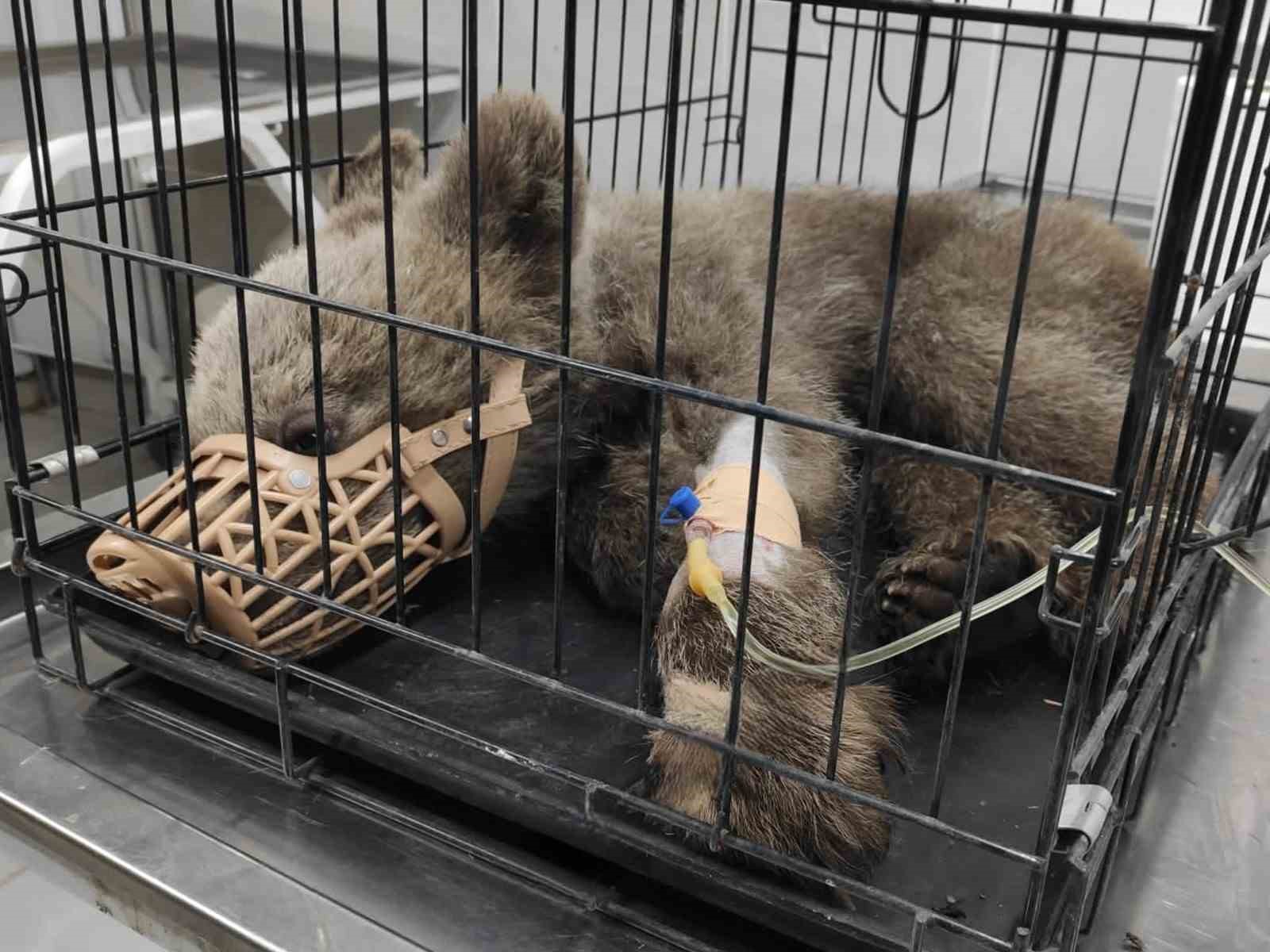 Yaralı yavru ayı Kütahya Belediyesince tedavi altına alındı
