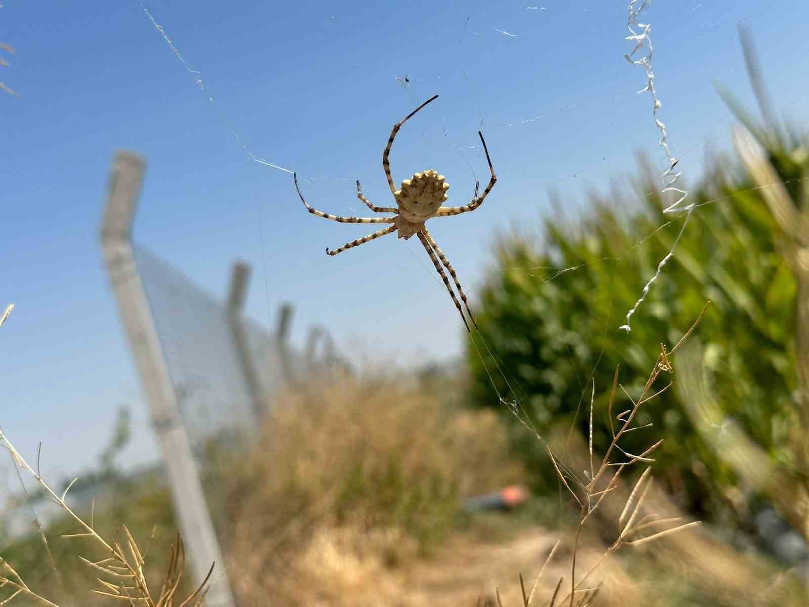 (ÖZEL) Örümceği görünce tarlasına girmeye korkar oldu