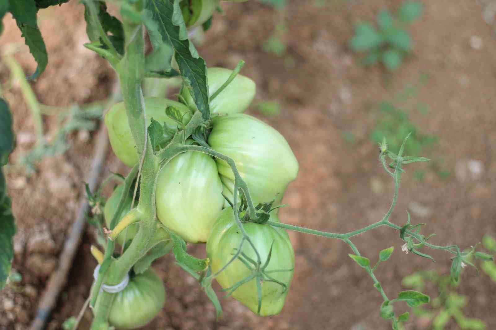 (ÖZEL) Bu yılın hedefi 1,8 kilogramlık domates