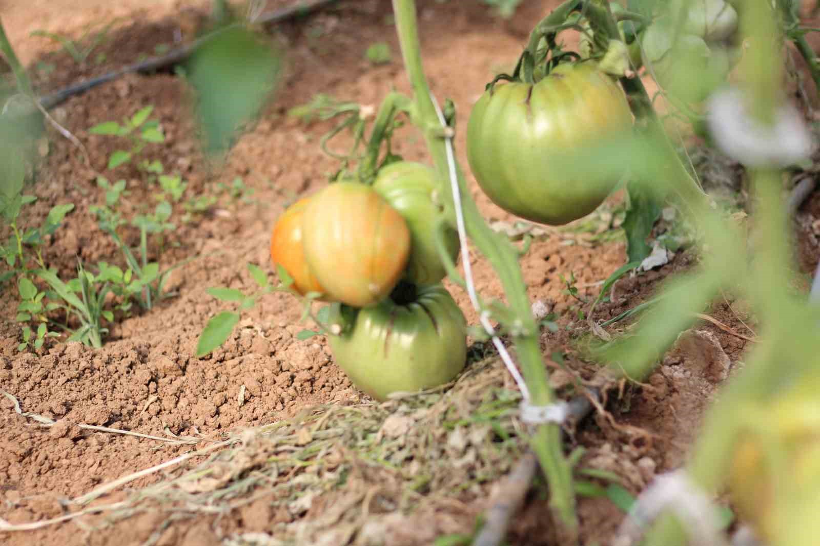 (ÖZEL) Bu yılın hedefi 1,8 kilogramlık domates