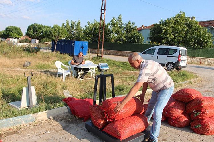 Bilecikte üretiliyor: 'Pazarcık boncuğu'nun hasadı başladı!