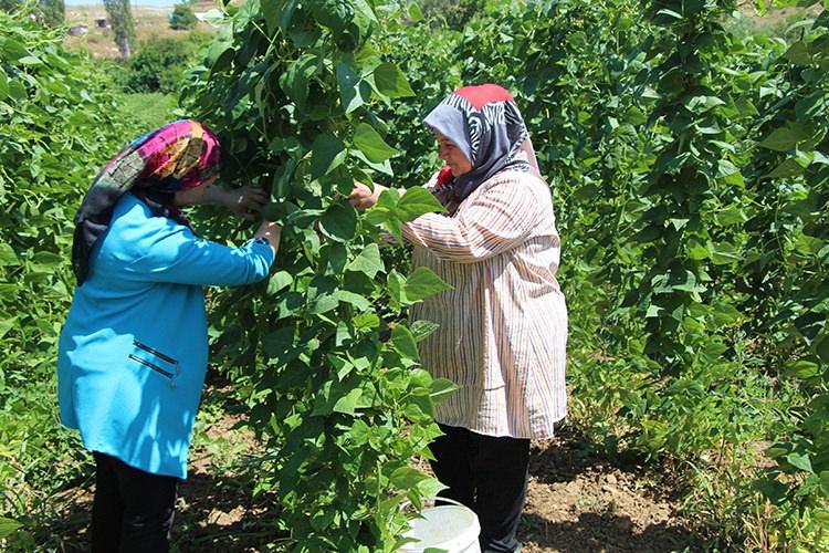 Bilecikte üretiliyor: 'Pazarcık boncuğu'nun hasadı başladı!