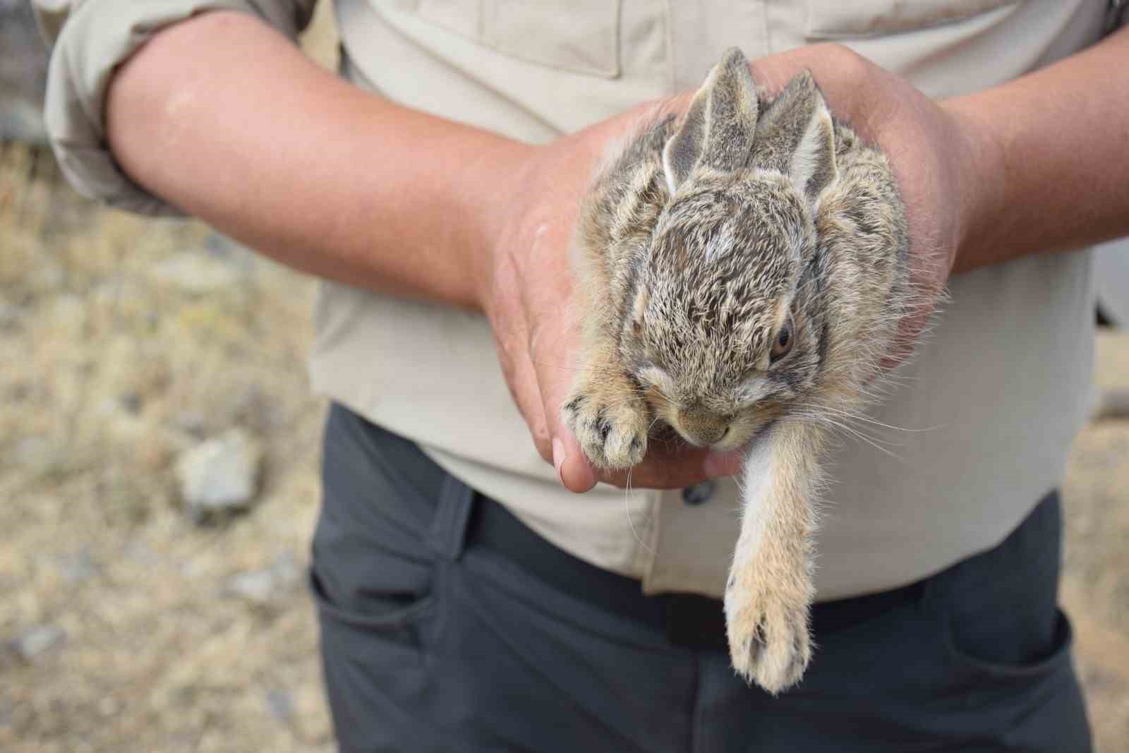 Yangın bölgesindeki çukurda bulunan 2 yavru tavşan doğaya bırakıldı