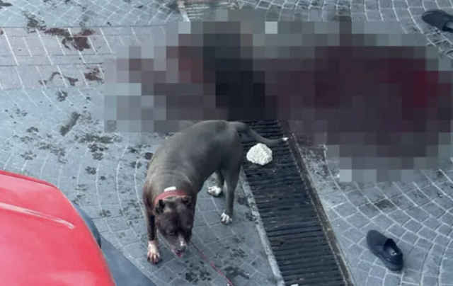 Bakırköy'de başıboş bırakılan pitbull köpeği vatandaşlara saldırdı, yaşlı adam kanlar içerisinde kaldı