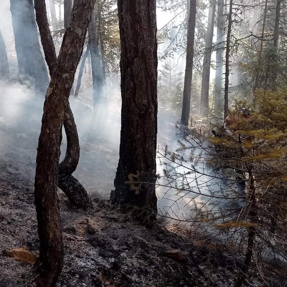 Orman yangını 25 dönüm alanda etkili oldu