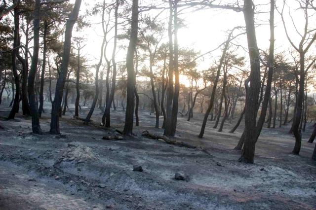 Çanakkale'deki orman yangınında acı tablo! Alevlerin sardığı köyden geriye bu kareler kaldı
