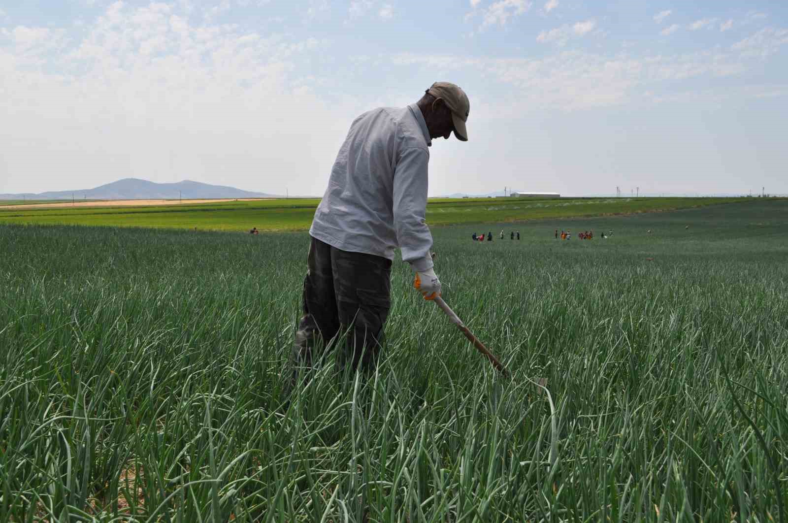 Herkes gölge ararken onlar tarlada çalışıyor