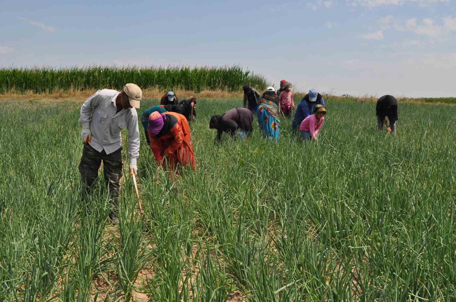 Herkes gölge ararken onlar tarlada çalışıyor