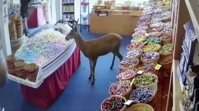 ABD'de yolunu şaşıran geyik soluğu şekerlerle dolu dükkanda aldı