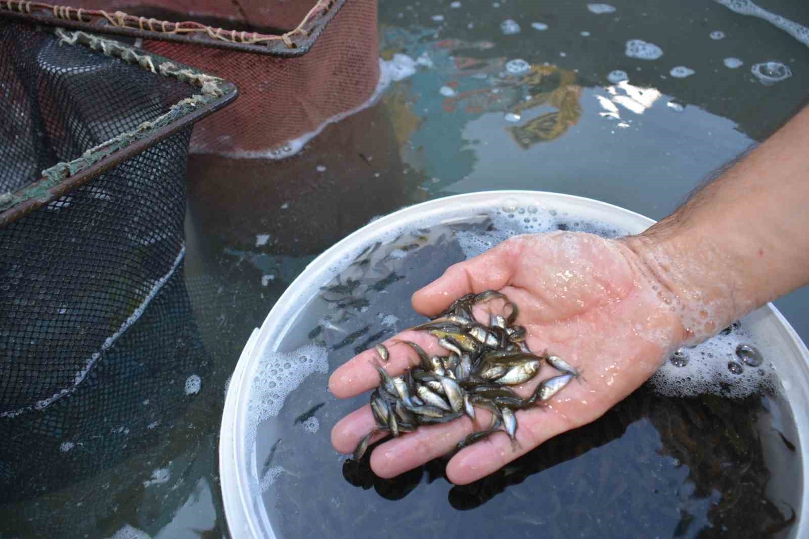 Kütahya’da su kaynaklarına 1 milyon yavru sazan balığı bırakıldı