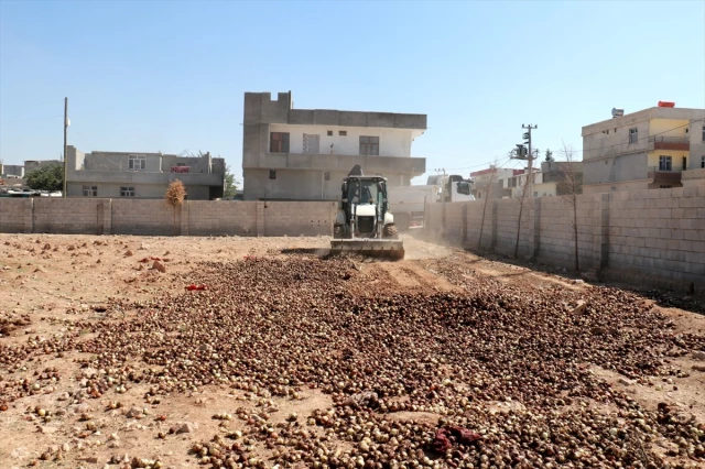 Şanlıurfa'da kurutulup yeniden piyasaya sürülmek istenen 4 ton çürümüş soğan imha edildi