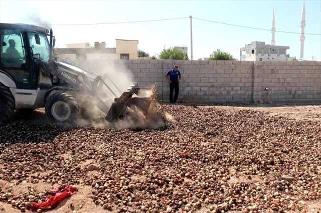 Şanlıurfa'da kurutulup yeniden piyasaya sürülmek istenen 4 ton çürümüş soğan imha edildi