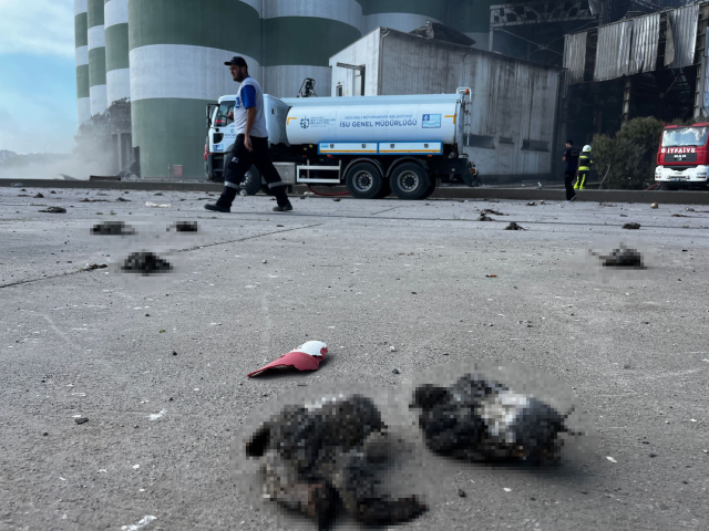 Kocaeli'de TMO silolarındaki patlama nedeniyle çok sayıda kuş telef oldu