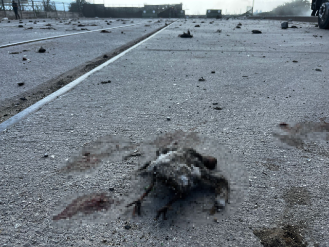 Kocaeli'de TMO silolarındaki patlama nedeniyle çok sayıda kuş telef oldu