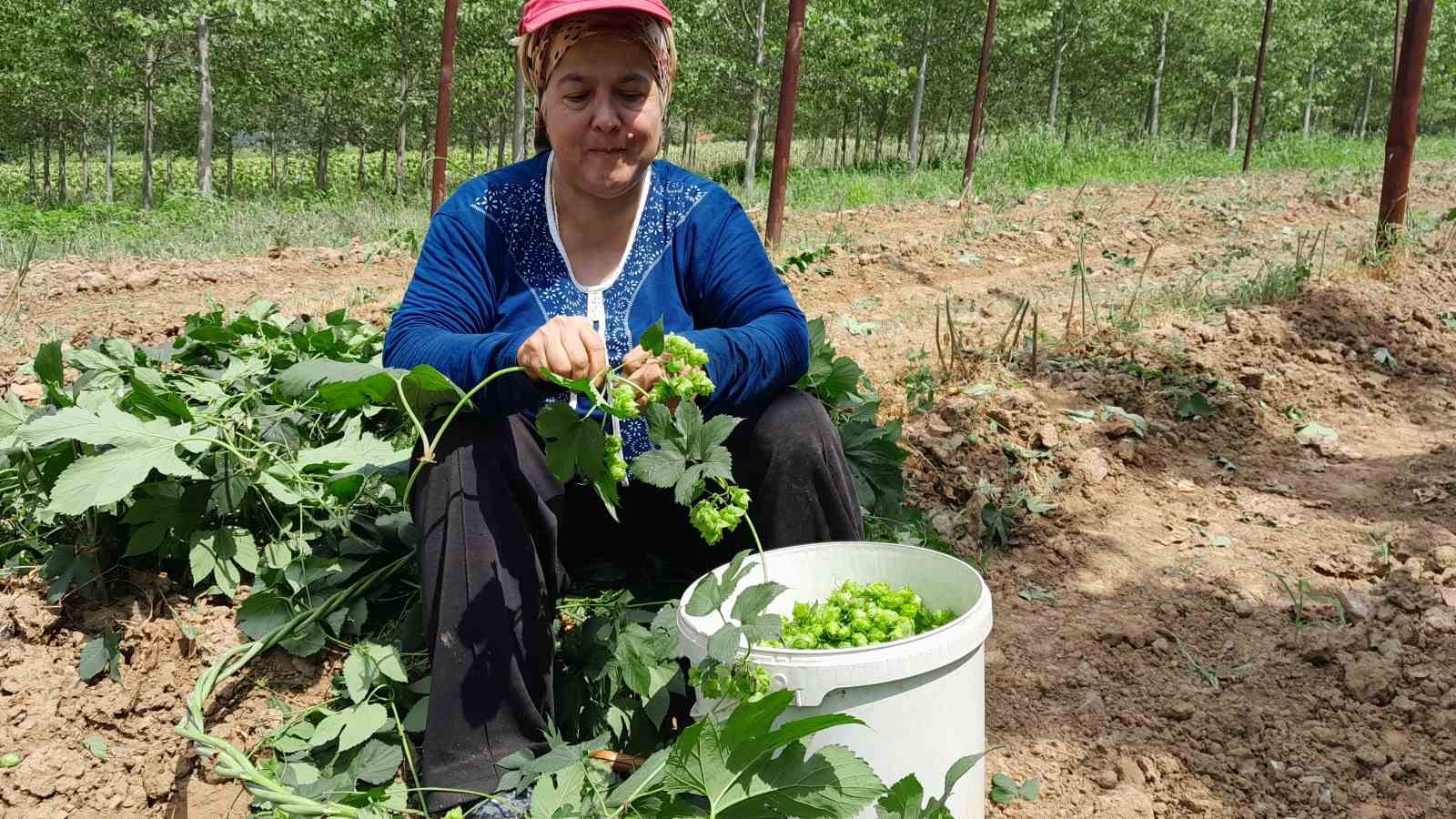 Türkiye’de sadece Bilecik’te yetişen endüstriyel bitki şerbetçi otunun hasadı başladı