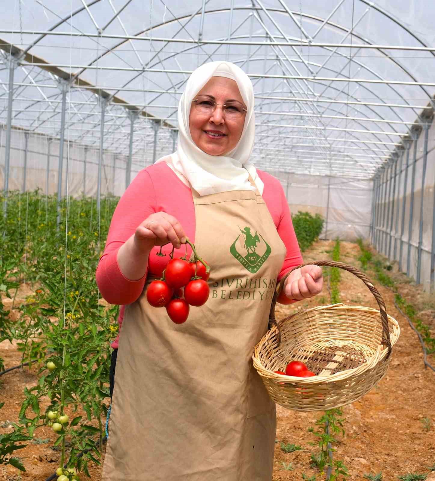 Sivrihisarlı kadınlar ilk domates hasadını gerçekleştirdi