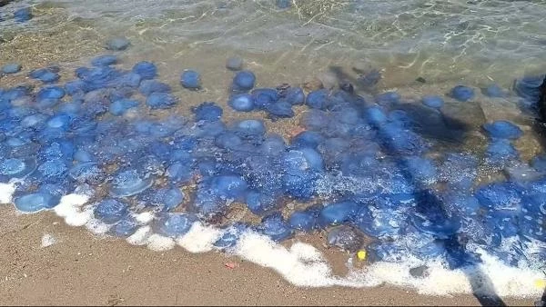 Foça sahillerinde manzara gittikçe kötüleşiyor! Mavi denizanaları her yeri sardı, balıkçılar isyanda