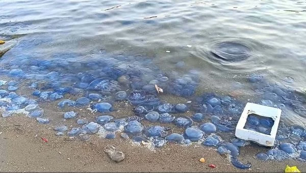 Foça sahillerinde manzara gittikçe kötüleşiyor! Mavi denizanaları her yeri sardı, balıkçılar isyanda