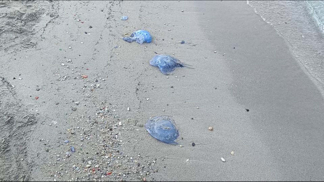 Foça sahillerinde manzara gittikçe kötüleşiyor! Mavi denizanaları her yeri sardı, balıkçılar isyanda