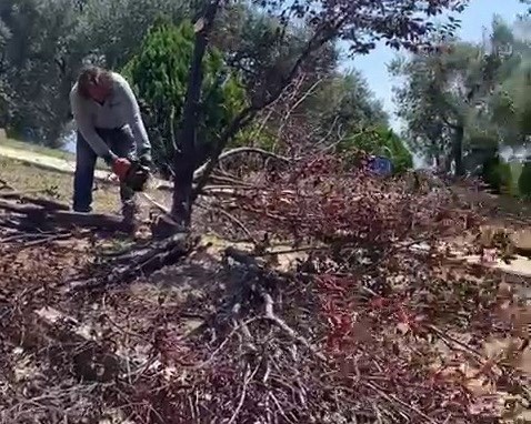 Bornova Belediyesi'nin zeytin ağacı kıyımına mahalle sakinlerinden tepki
