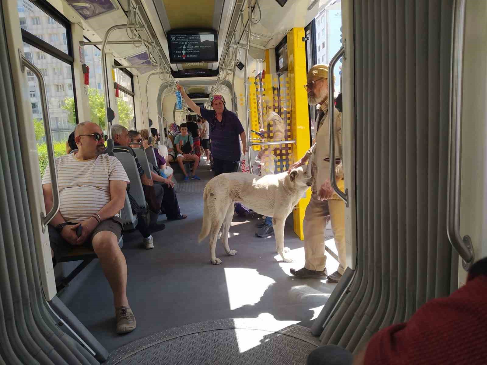 Sıcaktan bunalan sokak köpeği serinlemek için tramvayda yolculuk yaptı