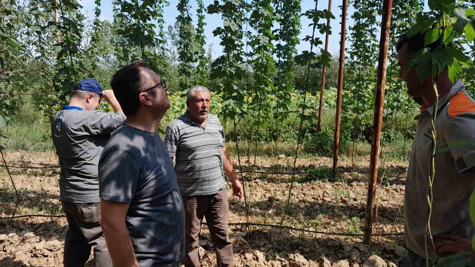 Şerbetçiotu tarlaları hasat öncesi kontrol edildi