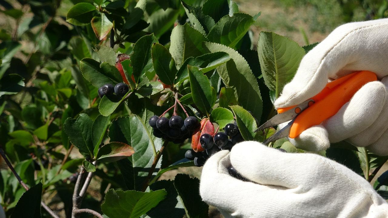 'Süper meyve' hasadı başladı! Kilosu 250 TL'den satılıyor