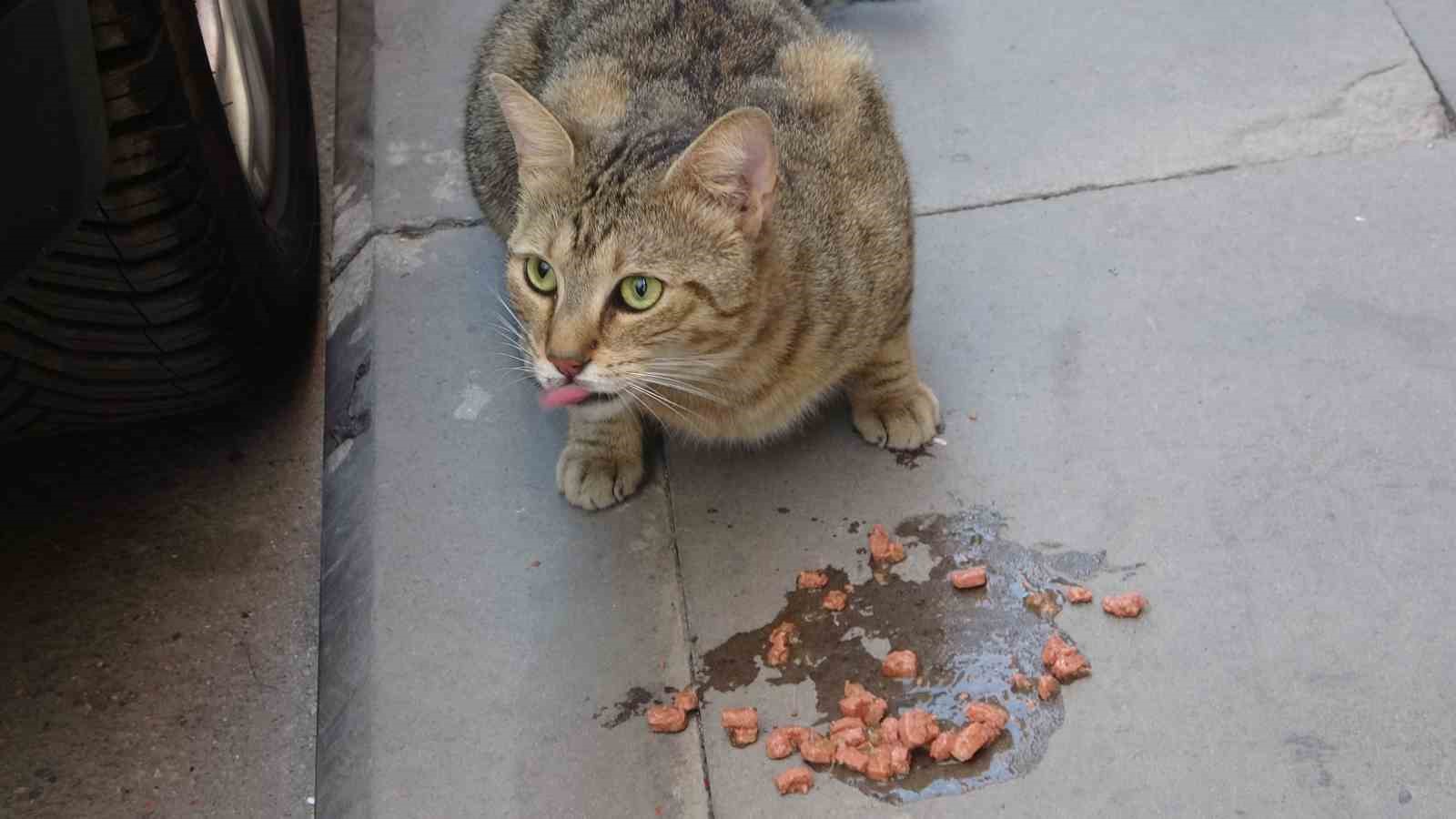 (ÖZEL) Bilecik’te bir evin balkonundan mahsur kalan kediyi itfaiye ekibi kurtardı