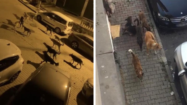 İstanbul Kağıthane'de sürü halinde dolaşan başıboş köpekler, vatandaşların korku rüyası oldu