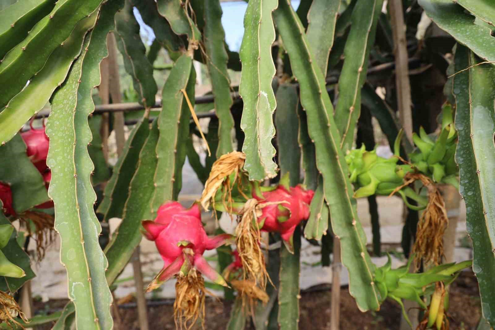 Tropikal meyve olan ’Ejder’in Bilecik’te ilk hasadı yapıldı