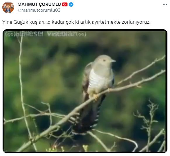 Mahmut Çorumlu, kendisini hedef alan FETÖ'cü hesapları guguk kuşuna benzetti